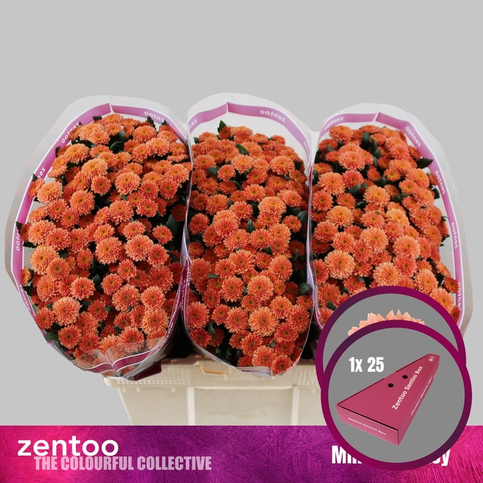 <h4>Chrysanthemum SA 'Miller Smokey'</h4>