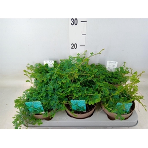 Selaginella uncinata 'Peacock'