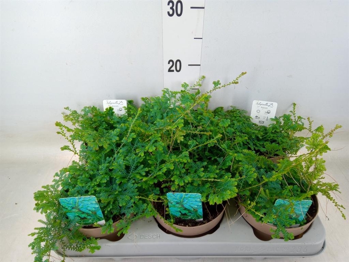 <h4>Selaginella uncinata 'Peacock'</h4>