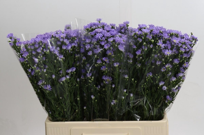 <h4>Aster Cassandra</h4>