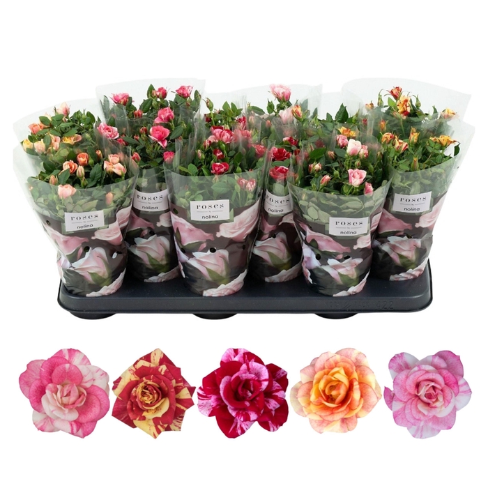 <h4>Nolina Special Roses Ø 10,5 cm. Mix</h4>