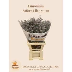 LIMONIUM SAFORA LILAC