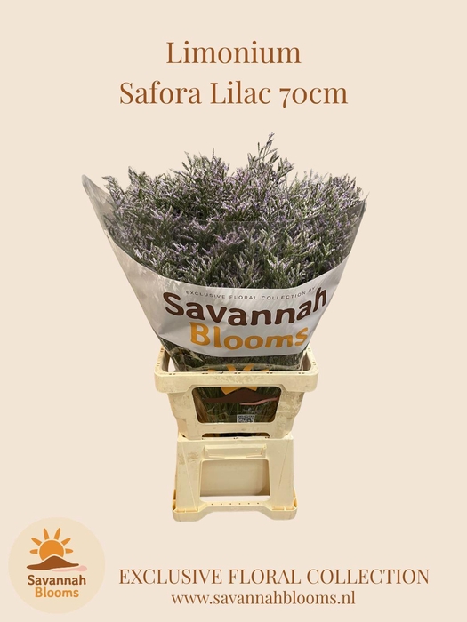 <h4>LIMONIUM SAFORA LILAC</h4>