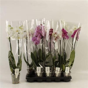 Phal Gemengd 2 Branche 12+