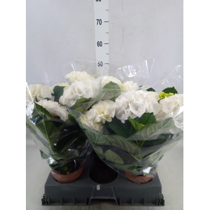 Hydrangea  'Hi Ice'
