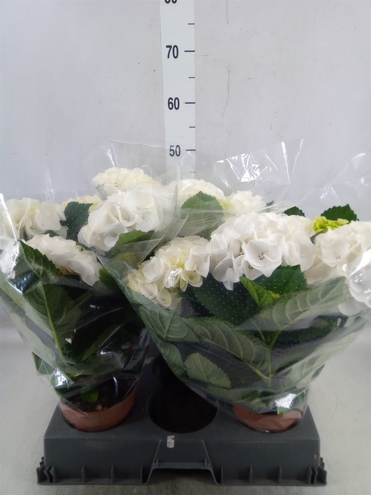 <h4>Hydrangea  'Hi Ice'</h4>