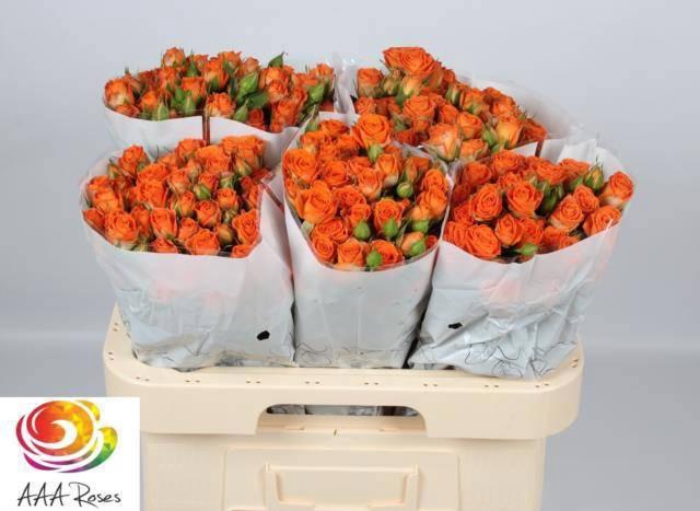 <h4>R TR PICANTO</h4>