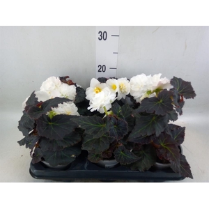 Begonia