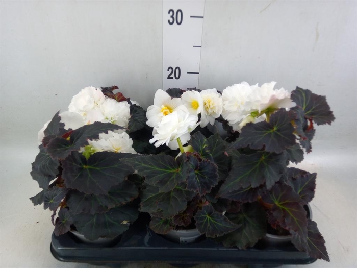 <h4>Begonia</h4>