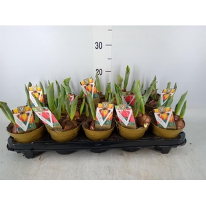 Tulipa ...mix