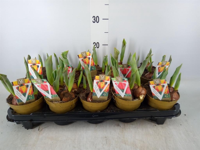 <h4>Tulipa   ...mix</h4>