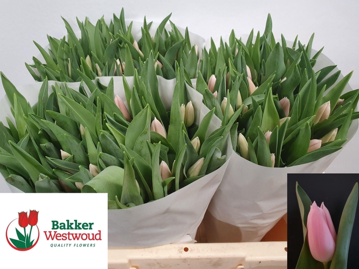 <h4>TU EN GABRIELLA</h4>