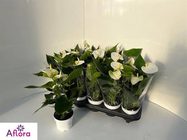 <h4>ANTHU AN COCOS</h4>