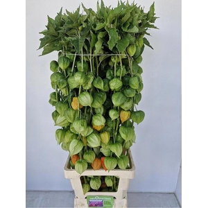 PHYSALIS LAMPION TAK