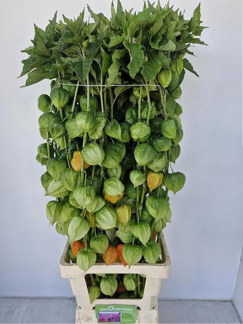 <h4>PHYSALIS LAMPION TAK</h4>