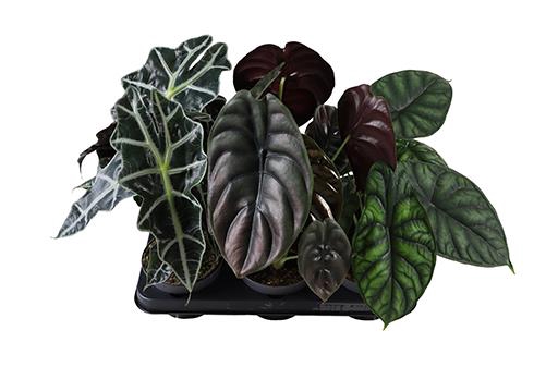 <h4>ALOCASIA BAGINDA P12 MIX</h4>