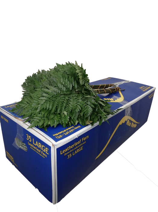 LEDERVAREN RIO VERDE EXTRA VACUUM