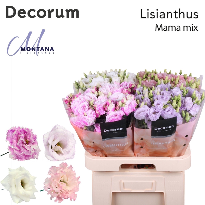 Lisianthus Mama mix 70cm