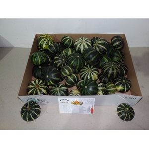 CUCURBITA OV