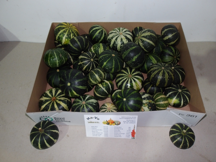 <h4>CUCURBITA OV</h4>