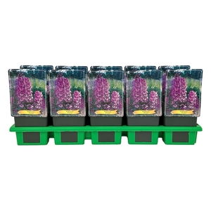 Delphinium Pacific Giant Astol