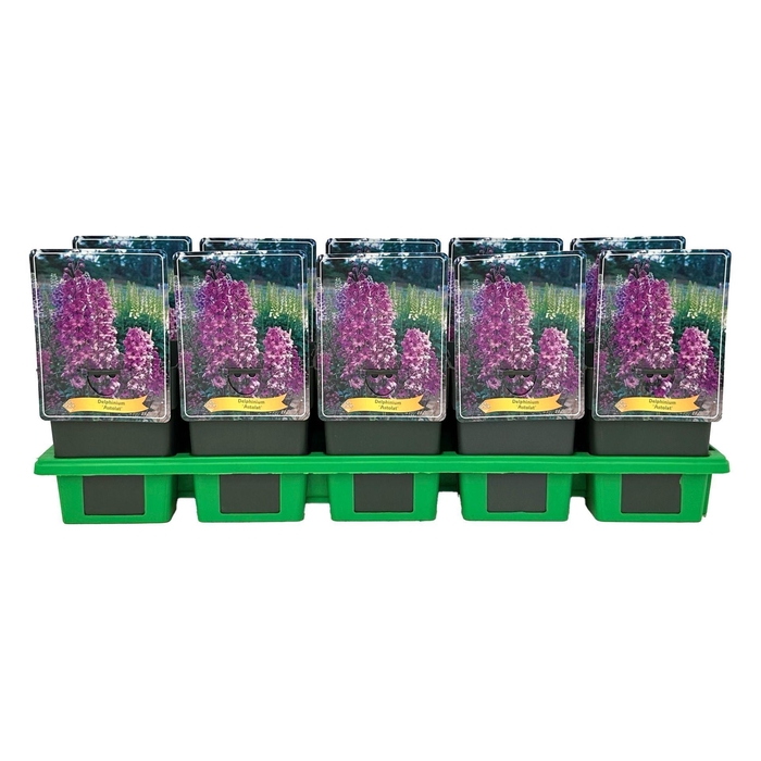 <h4>Delphinium Pacific Giant Astol</h4>