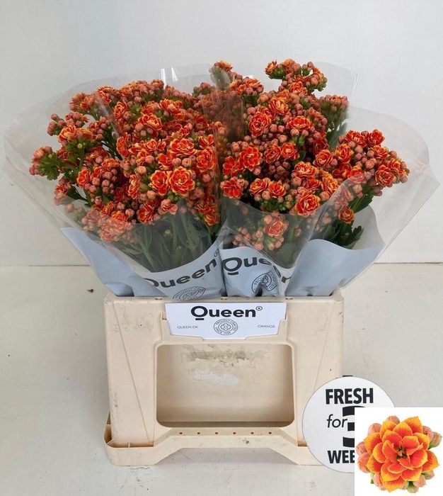 <h4>KAL FLAMIN OR MEADOW</h4>