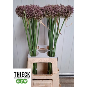 Allium Am Hairy Friend
