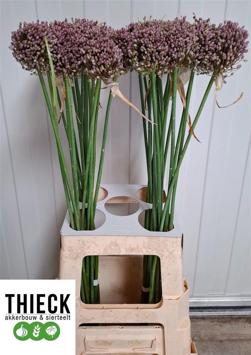 <h4>Allium Am Hairy Friend</h4>
