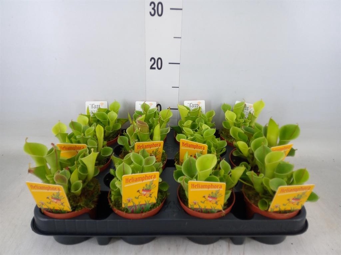 <h4>Vleesetende planten</h4>