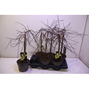 Salix Rep Iona Op Stam