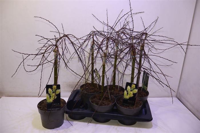 <h4>Salix Rep Iona Op Stam</h4>