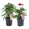 Echinacea purpurea