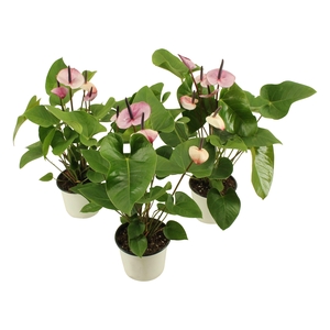 Anthurium XL.48 Purple 14cm (LET OP IS PAARS!)