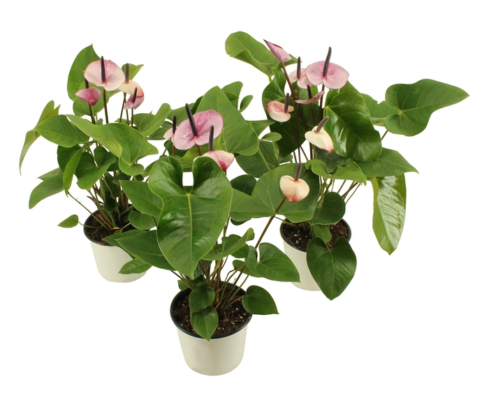 <h4>Anthurium XL.48 Purple 14cm (LET OP IS PAARS!)</h4>