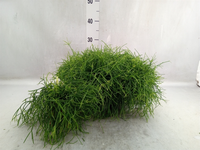 <h4>Rhipsalis cassutha</h4>