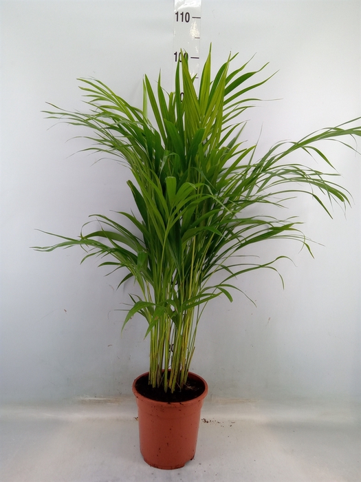 <h4>Dypsis lutescens   ...Chrysalidoca</h4>