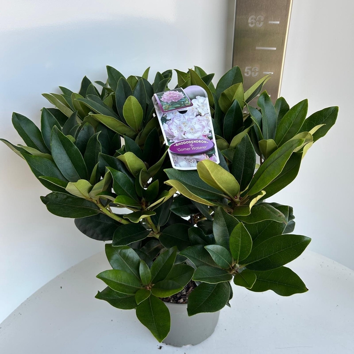 <h4>Rhododendron 'Gomer Waterer'</h4>