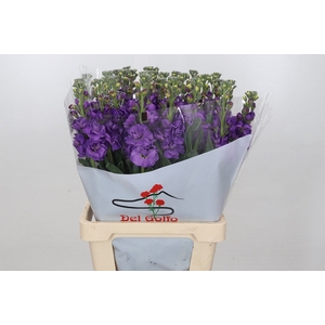 Matthiola Iron Purple