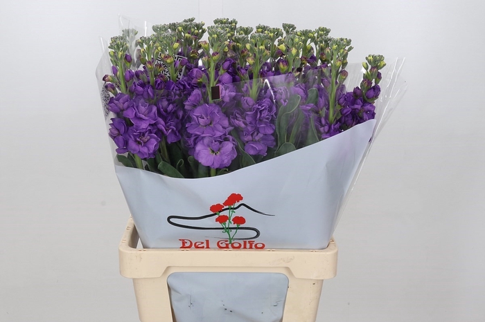 <h4>Matthiola Iron Purple</h4>