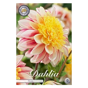 Dahlia Polka x 1l