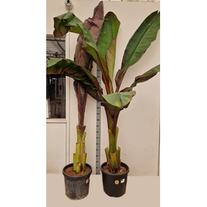ENSETE VENT MAURELII