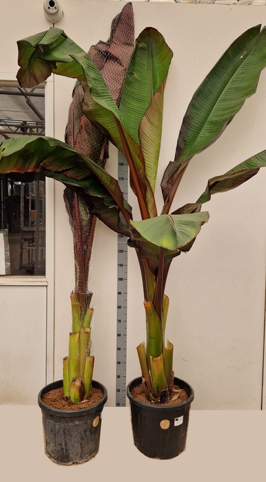 <h4>ENSETE VENT MAURELII</h4>