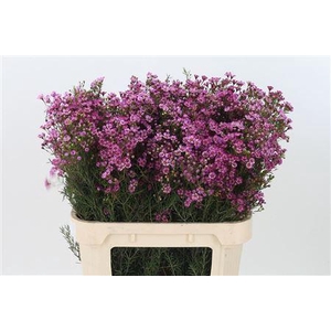 Chamelauc Jupiter Purple