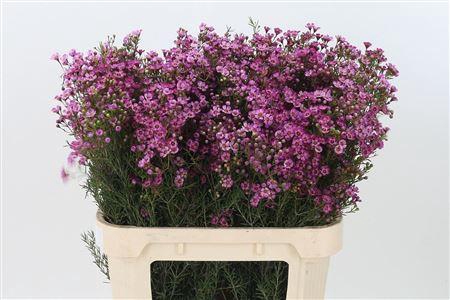 <h4>Chamelauc Jupiter Purple</h4>