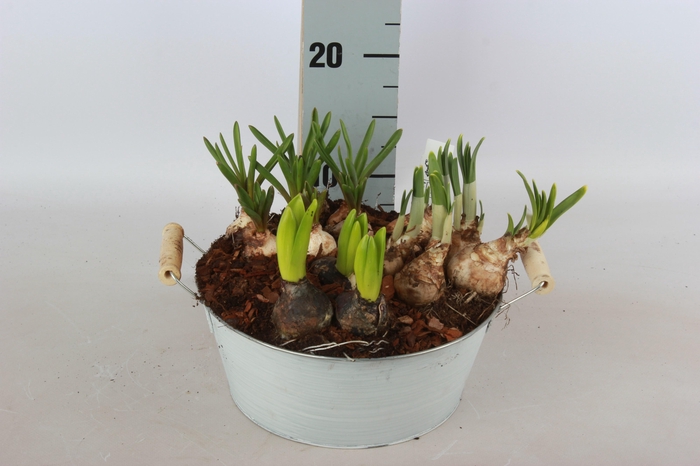 <h4>ARR TUINPLANTEN</h4>