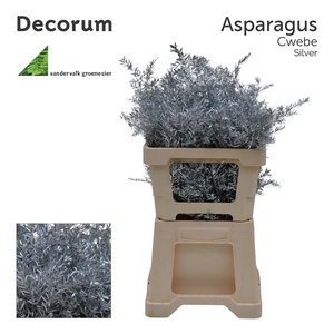 Asp cwebe 50cm Silver