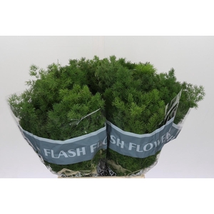 Asparagus Umbellatus