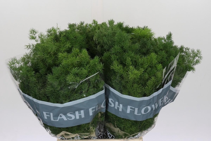 <h4>Asparagus Umbellatus</h4>