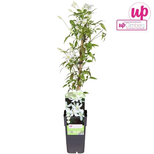 <h4>Clematis Montana Grandiflora</h4>